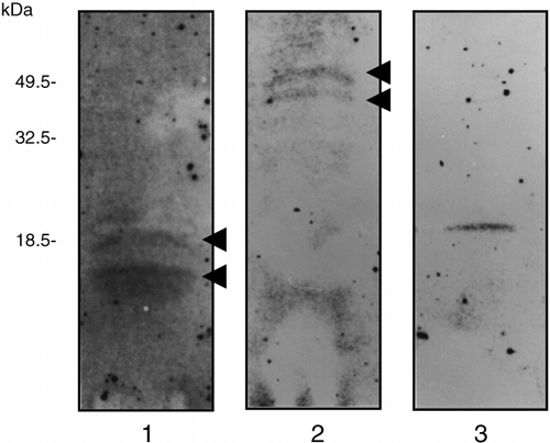 Figure 1  Detection of calcium-binding proteins in the phloem sap of rice plants. After electrophoresis and electroblotting, calcium-binding proteins were detected using 45Ca2+ as a probe. Phloem sap (80 µl, 12 µg protein) was electrophoresed and electroblotted to a polyvinylidene difluoride (PVDF) membrane for either 30 min (lane 1) or 60 min (lane 2). Bovine brain calmodulin (50 ng) was electrophoresed and electroblotted to the PVDF membrane as a positive control calcium-binding protein (lane 3).