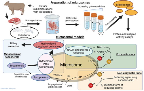 Figure 3. Microsome models. A simplified preparative procedure of microsomes from muscle tissues is illustrated. The presence of membrane-bound enzymes make microsomes versatile models for studying both enzymatic- and non-enzymatic lipid oxidation pathways as well as metabolism of dietary antioxidants can be studied using microsomal models. Muscle-derived microsomal models also connect between dietary supplementation studies and lipid oxidation studies.