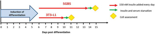 Figure 1. Schematic of chronic insulin stimulation protocol applied to 3T3-L1 and SGBS cells