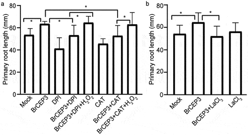 Figure 6. H2O2 and Ca2+ are required for BrCEP3-mediated root growth. Quantification of Brassica rapa seedlings primary root length upon treatment of H2O2 inhibitors (a) and Ca2+ inhibitor (b) for 4 days. N = 10–15, * P < .05 was determined by One-way ANOVA test. Data represents mean ± SD.