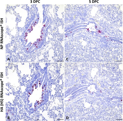Figure 4. Detection of mink-derived H5N1 clade 2.3.4.4b influenza virus RNA via in situ hybridization (ISH). Probes specific to the NP and HA (H5) genes were designed. Viral RNA was predominantly detected within bronchiolar epithelial cells and intraluminal cellular debris at 3 (A and B) and 5 (C and D) DPC. RNAscope® ISH, Fast Red, total magnification 200× (the bar = 100 microns).