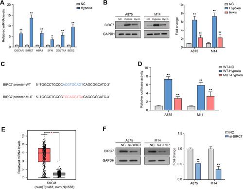 Figure 3 HIF-1α induces BIRC7 transcription and expression. (A) The mRNA expression levels of OSCAR, BIRC7, HBA1, SFN, GOLT1A, and BEX2 in M14 cells after hypoxia for 12 h. (B) The protein levels of BIRC7 after hypoxia for 12 h and treated with HIF-1α inhibitor (Hy+In). (C) The binding site on BIRC7 promoter with HIF-1α. (D) Relative luciferase activity after transfected with BIRC7 promoter WT or MUT under hypoxia. (E) The relative mRNA levels of BIRC7 in skin cutaneous melanoma (SKCM, T, n=461) and normal samples (N, n=558). Data from GEPIA. (F) The protein expression of BIRC7 transfected with si-BIRC7. *Represents P<0.05, **Represents P<0.01 compared with NC.