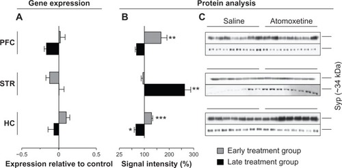 Figure 6 Atomoxetine induced changes on Syp messenger (m)RNA and protein levels.