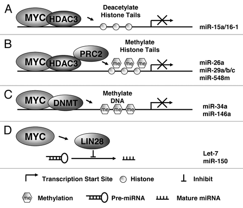 Figure 2. Potential mechanisms of miRNA repression by MYC. (A) MYC recruits HDAC complex to miRNA promoter (of miR-15a/16-1) to induce histone tail deactylation, compact chromatin, and lead to miRNA transcription suppression. (B) PRC2 is tethered to miRNA promoter (of miR-26a, miR-29 and miR-548 min) with HDAC3 by MYC to methylate and deacetylate histone tail and subsequently inhibits miRNA transcription. (C) DNMT3 is recruited to miRNA promoter (of miR-34a and miR-146a) by MYC to methylate DNA and lead to repression of miRNA transcription. (D) MYC induces Lin-28B expression through direct association with the Lin-28 promoter, and Lin-28 proteins act as negative regulators of miRNAs (let-7 and miRNA-150) maturation and biogenesis.