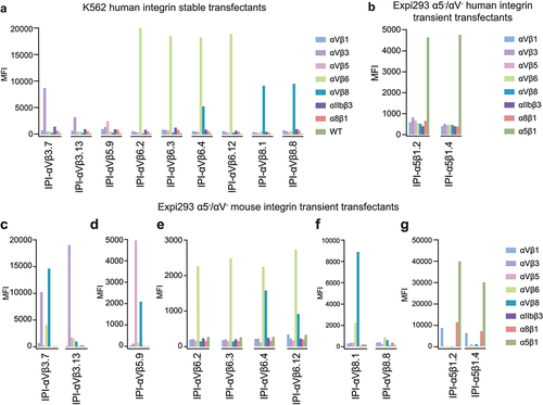 Figure 1. Integrin specificity of antibodies on all RGD-binding human and mouse integrin transfectants by indirect flow cytometry. (a) K562 stable human integrin transfectants in Ca2+/Mg2+. (b) Expi293 α5−/αV− cell transient human integrin transfectants in Ca2+/Mg2+. (c-g) Expi293 α5−/αV− cell transient mouse integrin transfectants in Ca2+/Mn2+. Immunostaining was performed with 50 nM IPI integrin antibody followed by washing and detection with APC-conjugated goat anti-human secondary antibodies and flow cytometry. MFI: mean fluorescence intensity.
