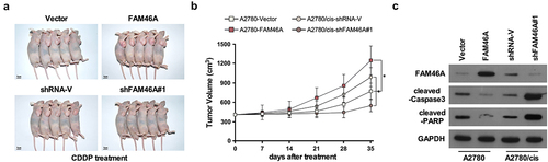 Figure 4. Upregulation of FAM46A confers ovarian cancer to CDDP resistance in vivo.(a–b) The luminescence of the intraperitoneal tumor xenografts from different treatment groups at the indicated weeks. (c) Western blotting analysis of the indicated proteins, * P < 0.05.