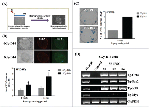 Figure 3. Efficiency of induced pluripotent stem cells (iPSC) reprogramming from post-irradiated fibroblasts using three factors (OSK). (A) The overall scheme to generate iPSCs derived from post-irradiated fibroblasts with 3F (Oct4, Sox2, and Klf4). (B and C) The numbers of Tra1-81- or alkaline phosphatase (ALP)-stained colonies induced from OSK-transduced 0Gy-D14 cells and 5Gy-D14 cells. Staining for Tra1-81 and ALP was performed at 3 or 4 weeks during reprogramming, respectively. The data are shown as mean ± SD from three independent experiments (*P < 0.05, **P < 0.01, one-way ANOVA analysis with Scheffe pairwise post-hoc test). (D) PCR analysis to confirm the absence of c-Myc chromosomal integration in 3F-iPSCs generated from 5Gy-D14 cells. 0Gy-D14: non-irradiated fibroblasts cultured for 14 d as a control, 5Gy-D14: fibroblasts at 14 d post-irradiation with 5Gy, 4F-iPSC (5Gy-D14): iPSCs derived from fibroblasts at 14 d post-irradiation with 5 Gy using four factors (OSKM), 3F-iPSC (5Gy-D14): iPSCs derived from fibroblasts at 14 d post-irradiation with 5 Gy using three factors (OSK).