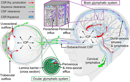 Figure 1 The brain and ocular glymphatic systems. Macroscopic overview of the brain and ocular glymphatic systems, emphasizing the role played by pressure gradients, hydrostatic barriers, and lymphatic drainage, shown in the context of known pathways for aqueous humor and cerebrospinal fluid (CSF) efflux.