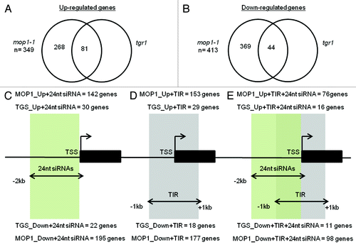 Figure 3. Identification of unifying features in mop1-1 DEG subsets. A subset of genes that were upregulated in mop1-1 were also misregulated in tgr1-1 (A). A different subset of genes were downregulated in both mop1-1 and tgr1 (B). We further categorized each subset to identify those with 24 nt siRNAs within 2 kb upstream of the transcription start site (TSS) (C), a class II transposable element within 1 kb up or downstream of the TSS (D), or both 24 nt siRNAs within 2 kb upstream of the TSS and a class II transposable element within 1 kb up or downstream of the TSS (E).