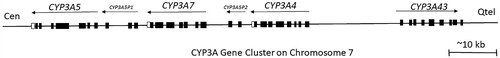 Figure 6. The arrangement of the CYP3A gene cluster with pseudogenes at the CYP3A locus. Abbreviations: Cen - centromere; Qtel - telomere. Exons for genes and pseudogenes are shown as boxes; arrows indicate transcriptional orientation (adapted from Chen et al. Citation2009).