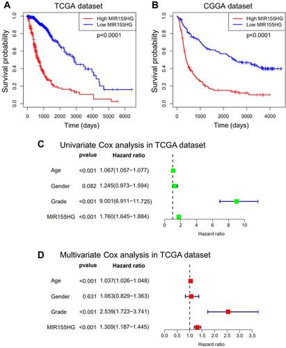 Figure 8 MIR155HG predicted worse survival in glioma. (A and B) Kaplan-Meier survival analyses showed that high MIR155HG expression predicted poor prognosis for glioma patients based on the TCGA and CGGA datasets. (C and D) Univariate and multivariate Cox regression analyses revealed that MIR155HG was an independent prognostic biomarker for glioma patients in TCGA dataset.