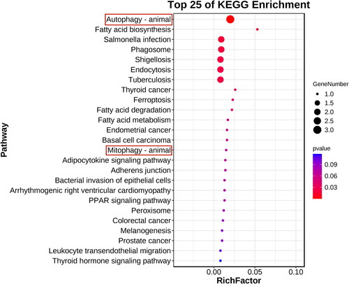 Figure 8. KEGG enrichment pathway analysis of autophagy-related proteins. Top 30 KEGG enrichment analyses of eight DEPs, X-axis represents enrichment factor, Y-axis represents pathway, and color represents P value (blue is high; red is low); lower P values indicate more significant degree of enrichment. Dot size indicates the number of DEPs, with larger dots indicating a larger number.