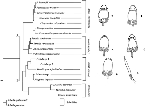 Figure 4. The spermatozoa morphology of the up to now investigated serpulid species is superimposed on the most parsimonious tree obtained, with permission, from Lehrke et al. (Citation2007). a, Vermiliopsis infundibulum (present paper); b, Salmacina sp. (redrawn, with permission, from Rouse Citation1996); c, Serpula vermicularis (present paper); d, Hydroides dianthus (present paper); e, Spirobranchus tetraceros (redrawn, with permission, from Selim et al. Citation2005); f, Galeolaria caespitosa (redrawn, with permission, from Jamieson & Rouse Citation1989).