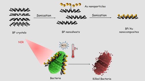 Figure 25 Design of BP/Au nanocomposite and its photothermal killing of bacteria. Reprinted with permission from Aksoy I, Kucukkececi H, Sevgi F, et al. Photothermal antibacterial and antibiofilm activity of black phosphorus/gold nanocomposites against pathogenic bacteria. ACS Appl Mater Interfaces. 2020;12:26822–26831. Copyright (2020), American Chemical Society.Citation223