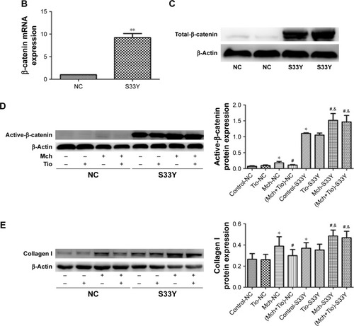 Figure 5 Overexpression of β-catenin antagonizes the effect of tiotropium on collagen I production.