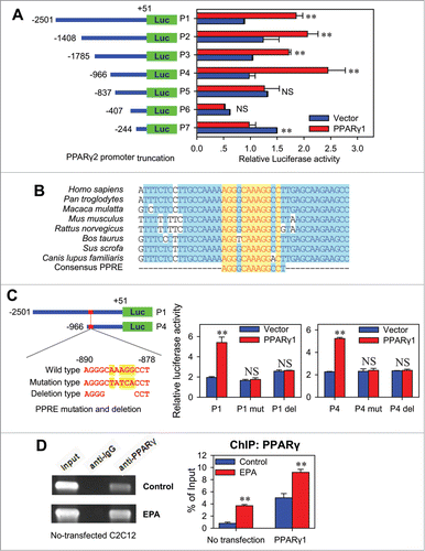 Figure 5 (See previous page). PPARγ2 is a direct target gene of PPARγ1. (A) Effect of PPARγ1 on the activity of truncated PPARγ2 promoters. The truncated PPARγ2 promoter reporters (P1˜P7) were co-transfected into C2C12 cells with pCMV-PPARγ1 or empty vector. The luciferase reporter activity was measured 48 h after transfection. All values are represented as mean ± SD from 3 independent experiments. The significance is presented as (NS, not significant; **P < 0.01). (B) Conserved sequences of the PPRE in PPARγ2 promoter of different species. The PPARγ2 promoter sequences of human (Homo sapiens), troglodyte (Pan troglodytes), monkey (Macaca mulatta), mouse (Mus musculus), rat (Rattus norvegicus), cow (Bos taurus), dog (Canis lupus familiaris) and pig (Sus scrofa) were aligned for conserved domain analysis. All the PPARγ2 promoter sequences are from Genbank database. (C) The effect of PPRE mutations and deletions on PPARγ2 promoter activity. Wild type (P1, P4), mutation type (P1 mut, P4 mut) or deletion type (P1 del, P4 del) of PPARγ2 promoter reporter was co-transfected into C2C12 cells with pCMV-PPARγ1 or empty vector. The luciferase reporter activity was measured 48 h after transfection. All values are represented as mean ± SD from 3 independent experiments. The significance is presented as (NS, not significant; **P < 0.01). (D) CHIP analysis of the PPARγ1-DNA binding activity with PPARγ2 promoter. C2C12 cells were maintained in control medium supplemented with BSA or treatment medium supplemented with 400 μM EPA for 48 hours prior to CHIP assays. After immunoprecipitation, PPRE region was amplified by PCR. Total chromatins were indicated as ‘input’. Pre-immune IgG was used as a negative control (left). The normal and pCMV-PPARγ1 transfected C2C12 cells were also treated with BSA or 400 μM EPA for 48 hours, followed by CHIP assays. PPRE region was amplified by realtime PCR (right). All values are represented as mean ± SD from 3 independent experiments. The significance is presented as **P < 0.01.