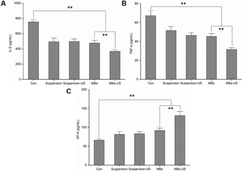 Figure 2 The effect of sinapultide MBs on cytokines (A) IL-6, (B) TNF-α and pulmonary surfactant level (C) SP-A in the supernatant from LPS-mediated AT II cells. Results were expressed as the mean ± SD (n=5). The US condition was set at 0.5 MHz frequency and exposure for 40 seconds. Significant differences compared with the comparison group were designated as **p < 0.01.