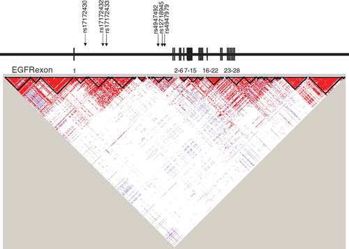 Figure 1. Linkage disequilibrium (LD) blocks of the EGFR gene and arrows indicating location of SNPs selected to estimate haplotypes by SAS Genetics. Exons have been redrawn to show the relative positions in the EGFR gene, therefore maps are not to physical scale.