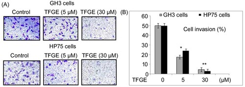 Figure 2. Effect of TFGE on invasion of GH3 and HP75 cells. (A, B) The cells exposed to TFGE at 5 and 30 µM for 72 h or without exposure to TFGE were analyzed by Transwell assay for invasion ability. *P < .05 and **P < .02 vs. unexposed cells.