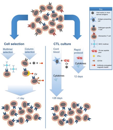 Figure 1 Current Good Manufacturing Practice-compliant approaches for generation of antipathogen CTL products.