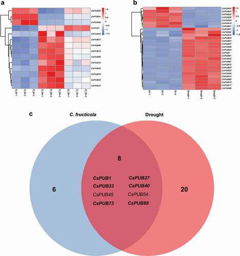 Figure 4. Expression profiles of CsPUB genes under C. fructicola infection and drought treatment. (a) 14 CsPUB genes were differentially expressed responding to anthracnose pathogen; (b) 28 CsPUB genes were differentially expressed responding to drought stress; (c) Venn diagram analysis of the 34 total differentially expressed CsPUBs under these two stresses. Eight CsPUBs were expressed differentially under both stresses, while six of the eight CsPUBs (in bold) were upregulated under both stresses.