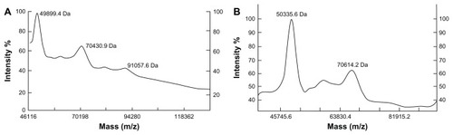 Figure 5 MALDI-TOF-MS analysis of both PEGylated α-MMC and PEGylated MAP30 conjugates. (A) The (mPEG)2-Lys-NHS was around 20 kDa and the PEG conjugates were observed at 49899.4 Da, 70430.9 Da and 91057.6 Da, reflecting 1, 2 or 3 PEG-bound chains per α-MMC molecule. (B) The (mPEG)2-Lys-NHS was around 20 kDa and the PEG conjugates were observed at 50335.6 Da and 70614.2 Da, reflecting 1 or 2 PEG-bound chains per MAP30 molecule.