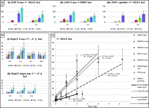 Figure 2. DSB foci induction and repair for varying doses and radiations. We show the dose dependence of induction and repair for DSBs in human DNA repair proficient cells and at different post-irradiation time points. Results of immunofluorescence experiments using two different DSB probes, γ-H2AX and 53BP1. DSB foci numbers have been counted using Imaris software for confocal images (A549, MO59K, MO59J, FEP cell lines) and with JQuantPro (developed by Dr. Pavel N. Lobachevsky based on a previous JCount version [Citation21]) for epifluorescence images (MCF7, HepG2 cell lines). “#” denotes number. Antibodies against γ-H2AX and 53BP1 proteins have been used as DSB surrogate markers. (a) A549 cells irradiated with X-rays or α-particles. (i) γ-Η2ΑΧ foci already for the time point of 2 h have been reduced in numbers. (ii) 53BP1 foci have similar levels with γ-H2AX up to the dose of 2 Gy, but for 4 Gy their number is smaller probably due to 53BP1 protein cellular levels “consumption”. (iii) A549 cells irradiated with α-particles: α-particles induce bigger but fewer γ-H2AX foci. For the 2-h time point, foci are still forming, because of DSB clustering. At the 1-h time point foci are present but not big enough in size to be detected. (b) HepG2 cells irradiated with X-rays (i) or Argon ions (ii). (c) Dose dependence of γ-Η2ΑΧ foci number per cell, regarding the first time point (≤ 1 h), for several cell lines. Linear fitting is presented for γ-rays, X-rays, α-particles and 36Ar ions. The trendlines and linear fitting coefficients are also included in each case. Values have been obtained out of 2–3 independent experiments. “*” Denotes statistical difference at the p < .05 level between irradiated and non-irradiated (0 Gy) samples. “**” Denotes statistical difference at the p < .05 level between various repair time points and initial “0” h time point before actual repair samples.