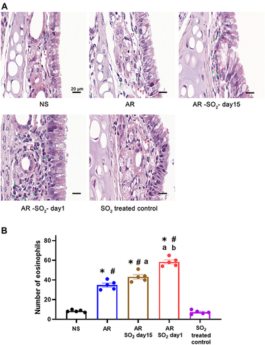 Figure 4 Eosinophilic inflammation in nasal mucosa. (A) Representative images and (B) statistical histogram of eosinophil infiltration in nasal mucosa detected by HE staining. Green arrows indicate eosinophils. The AR group was sensitized with HDM challenge. The AR-SO2-day15 group and AR-SO2-day1 group included HDM-sensitized mice exposed to SO2 beginning on day 15 and day 1, respectively. The NS group was challenged with normal saline instead of HDM. The SO2-treated control group was challenged with normal saline and exposed to SO2 beginning on day 1. Scale bars = 20 μm. The data are presented as the mean ± SEM. *p < 0.05 vs the NS group. #p < 0.05 vs the SO2-treated control group. ap < 0.05 vs the AR group. bp < 0.05 vs the AR-SO2-day15 group.