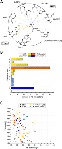 Figure 4 Statistical representation of the conformational analysis and subsequent geometry optimization process. (A) schematic representation of all XB interactions found between the bromine atom and XB acceptors in 15−29p53 peptide and in Mdm4 protein. (B) number of matches of the respective XB acceptors. (C) dependencies of the XB (C–Br∙∙∙N/O) angle [°] to the XB (Br∙∙∙N/O) distance [Å].