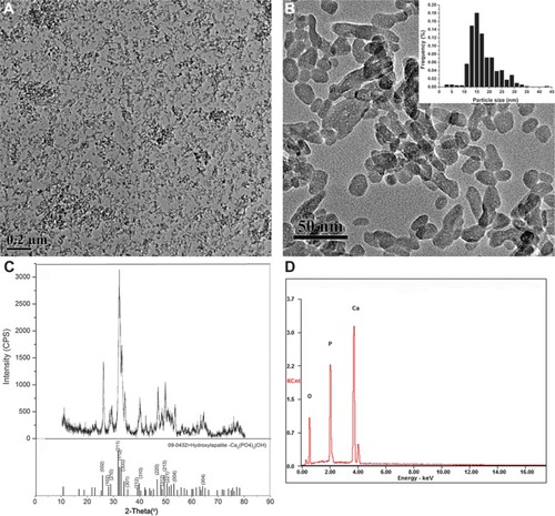 Figure 1 Characterization of hydroxyapatite nanoparticles.Notes: (A and B) Transmission electron microscopy image; inset: histogram showing size distribution; about 500 NPs were considered for the sample to obtain the size distribution histogram. (C) X-ray diffraction patterns. (D) Energy-dispersive X-ray spectroscopy spectra.Abbreviations: CPS, counts per second; KCnt, 1,000 counts; NPs, nanoparticles.