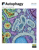 Cover image for Autophagy, Volume 7, Issue 12, 2011