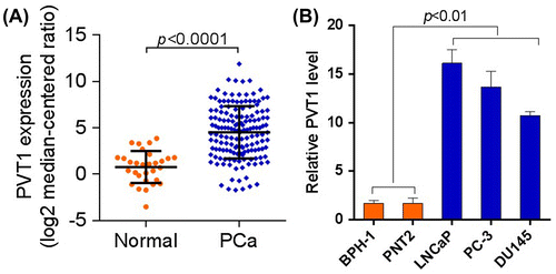 Fig. 1. PVT1 was upregulated in human prostate cancer tissues and cell lines. (A) The mRNA level of PVT1 was upregulated in prostate cancer tissues. n = 152 in PVT1 group, n = 30 in normal group. (B) The mRNA level of PVT1 was upregulated in prostate cancer cell lines.
