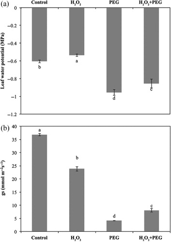 Figure 1. Effect of exogenous H2O2 on leaf water status (Ψleaf) (a) and stomatal conductance (gs) (b) in the leaves of detached maize seedlings under osmotic stress conditions.Note: The seedlings were submitted to four treatments: treated with distilled water (control), pretreated with H2O2 and not osmotic stressed (H2O2), osmotic-stressed only (PEG), pretreated with H2O2 and osmotic stressed (H2O2 + PEG). Vertical bars represent standard deviation of the means of six replicates. Different letters denote significant differences among different treatments at p < 0.05.