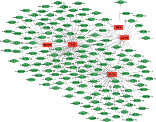 Figure 7. Regulatory network between CDE-OSRGs and miRNAs. CDE-OSRGs are represented by red nodes, miRNAs are represented by green nodes, and the lines between them represent interaction pairs.