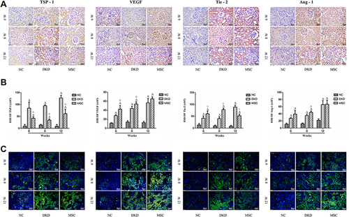 Figure 6 hAMSCs transplantation improved the protein expressions of angiogenic factors in rat kidneys. (A–C) The TSP-1, VEGF, Tie-2, and Ang-1 protein expression levels in the NC, DKD, and MSC groups at each time point.