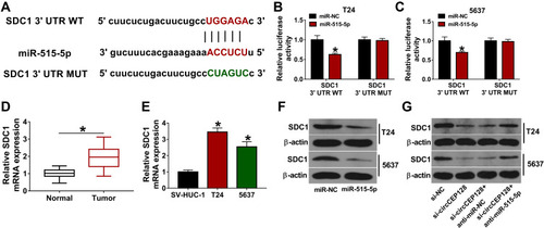 Figure 5 circCEP128 positively regulates SDC1 expression by miR-525-5p. (A) The binding site of miR-515-5p and SDC1 3ʹUTR was predicted by starBase database. Mutant site in SDC1 3ʹUTR MUT reporter. (B and C) Luciferase activities were examined in T24 and 5637 cells transfected with miR-NC or miR-515-5p mimic and SDC1 3ʹUTR WT or SDC1 3ʹUTR MUT. (D) SDC1 abundance was examined via RT-qPCR in bladder cancer tumor tissues (n=39) and adjacent normal tissues (n=39). (E) SDC1 mRNA expression level was examined via RT-qPCR in T24, 5637 and SV-HUC-1 cells. (F) SDC1 expression was determined via Western blot in cells transfected with miR-NC or miR-515-5p mimic. (G) SDC1 protein level was measured by Western blot in cells transfected with si-NC, si-circCEP128, si-circCEP128 + anti-miR-NC or si-circCEP128 + anti-miR-515-5p. *P<0.05.