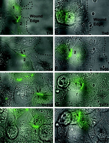 Figure 4.  Visualization of gap junctions during cell migration. Two different cell populations shown with fluorescence and DIC microscopic overlay techniques (A to D and E to H). Cells remain connected though spatially altered during migration and gap junction plaques (green at an arrow tip between cells 1 and 2) are retained. Time (T) is in minutes following the initiation of imaging. Cells were imaged 48 h post transfection. Bar = 30 µm.
