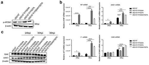 Figure 8. The expression of p-AP2M1, AAK1, and GAK in cells infected with an NDV containing a wildtype or mutated YLMY motif. Cells were infected with an NDV containing a wildtype (rSG10*) or mutated (rSG10*-F/Y524A, rSG10*-F/Y527A, or rSG10*-F/Y524AY527A) YLMY motif. (a) the phosphorylation of AP2M1 in these cells was detected by western blot. (b) the mRNA expression levels of viral NP and F genes and host AAK1 and GAK genes in these cells were analysed by RT-qPCR. The p-values were calculated by a two-way ANOVA; *p <0.05; **p <0.01; ***p <0.001; n = 3. (c) Protein expression of host AAK1 and GAK in these cells.