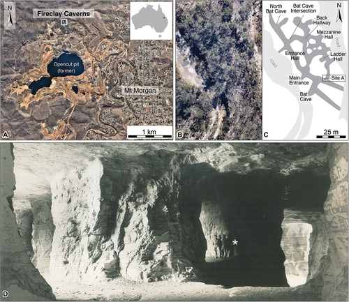 Figure 1. Geographical location of the dinosaur tracks within the Fireclay Caverns, Mount Morgan, Lower Jurassic (Sinemurian) Razorback Beds: A, Aerial view of the Fireclay Caverns in relation to the township of Mount Morgan (image courtesy of ©Nearmap); B and C, Aerial imagery of the Fireclay Caverns as a photographic image (B; image courtesy of ©Nearmap) and schematic (C); D, Archival photograph by M. Madlung commissioned by Staines in 1954, depicting a lower ceiling area within the Fireclay Caverns, with asterisks indicating the position of two men to provide scale (names unknown to the authors). A-C, adapted from Romilio et al. (Citation2021).