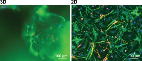 Figure 8 Differentiation of mouse NSCs in 3D and 2D conditions, after 7 days in culture. Anti-TUJ1 (red), anti-GFAP (green), DAPI (blue).Abbreviations: 2D, two-dimensional; 3D, three-dimensional; DAPI, 4′-6-diamidino-2-phenylindole; GFAP, glial fibrillary acidic protein; NSC, neural stem cell.