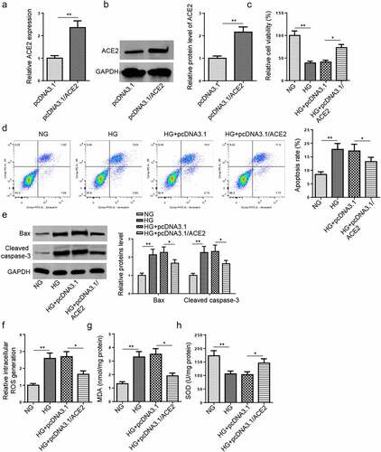 Figure 2. Overexpression of ACE2 attenuates apoptosis and oxidative stress in HG-treated HMEC-1 cells.(a and b) RT-qPCR and western blot showed ACE2 expression level in HMEC-1 cells treated with NG, HG, HG+pcDNA3.1 and HG+pcDNA3.1/ACE2. (c) Cell viability was detected by MTT assay in HMEC-1 cells treated with NG, HG, HG+pcDNA3.1 and HG+pcDNA3.1/ACE2. (d) Cell apoptosis was assessed by flow cytometry. (e) The protein levels of Bax and cleaved caspase-3 were detected by western blotting. (f-h) The ROS generation, MDA, and SOD expression levels were detected in treated HMEC-1 cells. *P < 0.05; **P < 0.01.