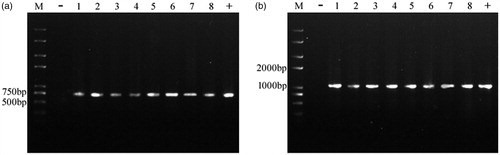 Figure 3. PCR electrophorogram of YLCs of T. fuciformis transformants. (a) egfp fragments amplified by PCR. (b) hph fragments amplified by PCR M: Trans2K plus # DNA marker (Transgen, Beijing, China); −: wild-type T. fuciformis strain Y32 (negative control), +: vector pGEH (positive control); 1–8: randomly selected transformants.