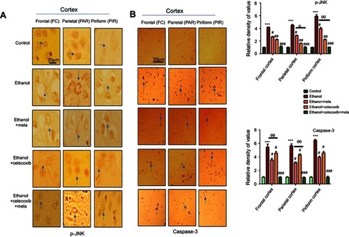 Figure 5 Effect of melatonin and celecoxib on apoptotic markers.