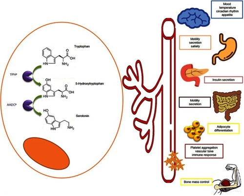 Figure 3 Serotonin: metabolism and function. L-tryptophan is processed by the tryptophan hydroxylase (TPHa) and aromatic amino acid decarboxylase (AADCb) becoming in serotonin. Serotonin is released into bloodstream and distributed to the different organs where participates in the regulation of several functions as temperature, mood, circadian rhythm and appetite control, gut secretion and motility, insulin secretion, adipocyte differentiation and bone mass regulation, platelet aggregation, vascular tone and immune response. More details are provided in the figure.