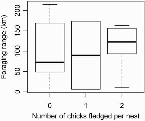 Figure 4. Boxplot of the incubation foraging range distributions by breeding success (n = 14). Long foraging trips are also undertaken by successful birds.