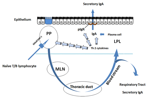 Figure 1. Adaptive mucosal immune function in the small intestine. Naïve T and B lymphocytes enter the Peyer patches (PP) via interaction with their integrins L-selectin or α4β7 and MAdCAM-1 which is present on the high endothelial venules (HEV) of the PP. The cells are sampled and sensitized to antigen in Microfold (M) cells inside the PP. Sensitized cells return to the peripheral circulation via the thoracic duct and are distributed to other mucosal effector sites. Within these effector sites, Th2 cytokines (IL-4, IL-5, IL-6, and IL-10) produced by T lymphocytes stimulate maturation of B cells into competent IgA producing cells, i.e., plasma cells. These cells produce the principal molecule of adaptive immunity, dimeric IgA, in the lamina propria where it undergoes transepithelial transport via polymeric immunoglobulin receptor (pIgR) which is expressed on the basal surface of mucosal enterocytes.