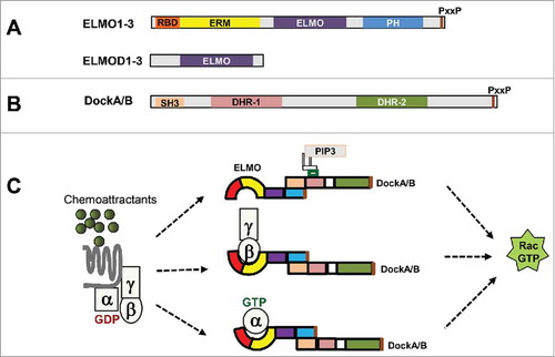 Figure 4. ELMO proteins in mammals. (A) Six ELMO domain-containing proteins in mammals are divided into 2 subgroups: ELMOs (ELMO1-3) and ELMODs (ELMOD1-3). Conserved domain structures are shared among ELMOs, while ELMODs have little more than an ELMO domain. (B) The conserved domain structure of DockA/DockB: a N-terminal SH3 domain, a middle PIP3-binding DHR-1 domain and RacGEF catalytic domain of DHR-2, and a C-terminal proline-rich motif (PxxP). (C) Various mechanisms of GPCR-mediated membrane recruitment and activation of the ELMO/Dock complex.