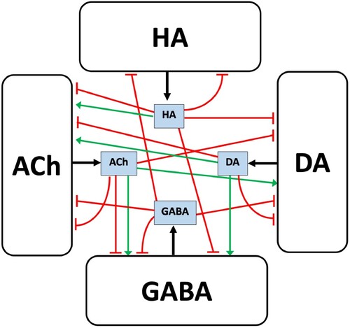 Figure 5. Comodulation in the Striatum. Varicosities are represented by the big rectangles and extracellular concentrations of neurotransmitters are represented by the small grey rectangles. HA modulates DA and GABA release via H3 and H2 receptors that inhibit release. HA modulates ACh release via H2 and H1 receptors that stimulate release and an H3 receptor that inhibits release. DA modulates ACh release via a D1 stimulatory receptor and D2 inhibitory receptor and GABA release via a D1 stimulatory receptor [Citation33]. ACh modulates DA and GABA release via muscarinic receptors (mAChRs) that inhibit release and nicotinic receptors (nAChRs) that stimulate release [Citation4]. GABA modulates ACh, HA and DA, release via inhibitory GABAA receptors [Citation33, Citation36]. In addition to having heteroreceptors, each varicosity has autoreceptors that inhibit release [Citation8, Citation20, Citation26, Citation33].