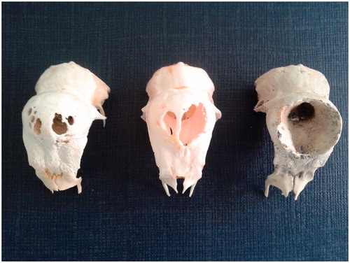 Figure 6. Padovana camosciata skulls (male), view from above. Frontal bone’s holes. In the figure skulls with holes, variables for number and dimensions, are represented. On the right only one big opening is located on the top of the skull.