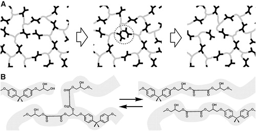 Figure 6. An illustration of bond breaking and reforming during trans-esterification reaction. Adapted with permission form Ref. Citation33, Copyright (2011), American Association for the Advancement of Science. (a) Schematic view of a network during bond exchange process preserving network integrity. (b) Exchange processes via transesterification in hydroxyl-ester networks.